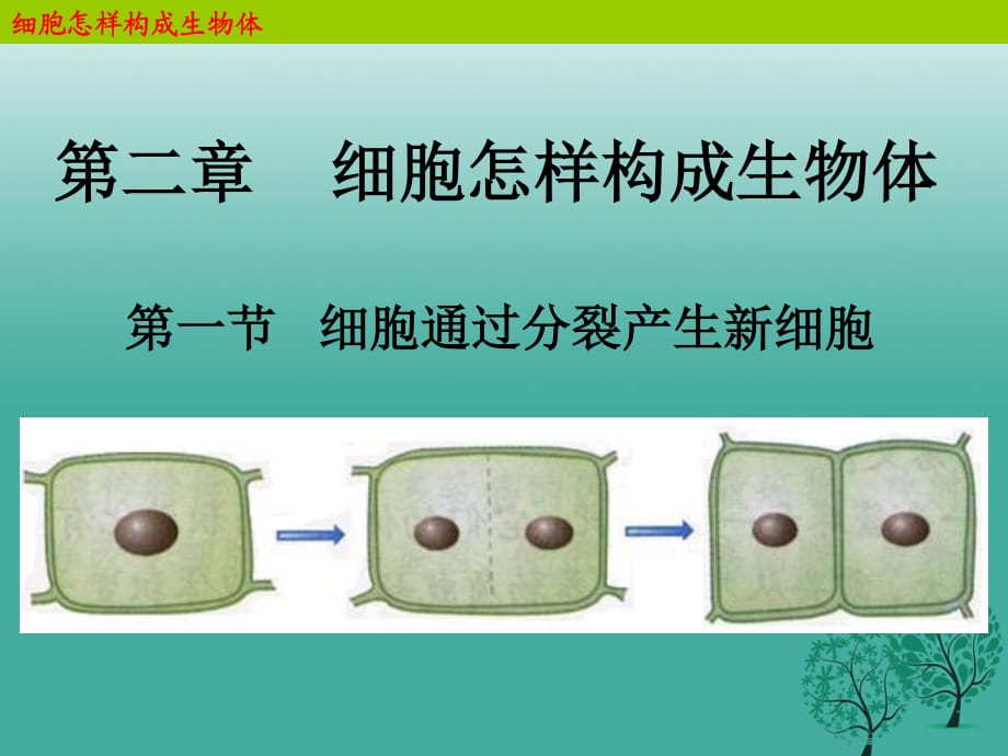 七年級(jí)生物上冊(cè) 2_2_1 細(xì)胞通過分裂產(chǎn)生新細(xì)胞課件 （新版）新人教版 (2).ppt_第1頁