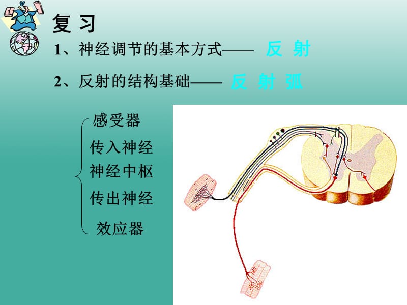 七年級生物下冊 6_4 激素調(diào)節(jié)課件 （新版）新人教版 (2).ppt_第1頁