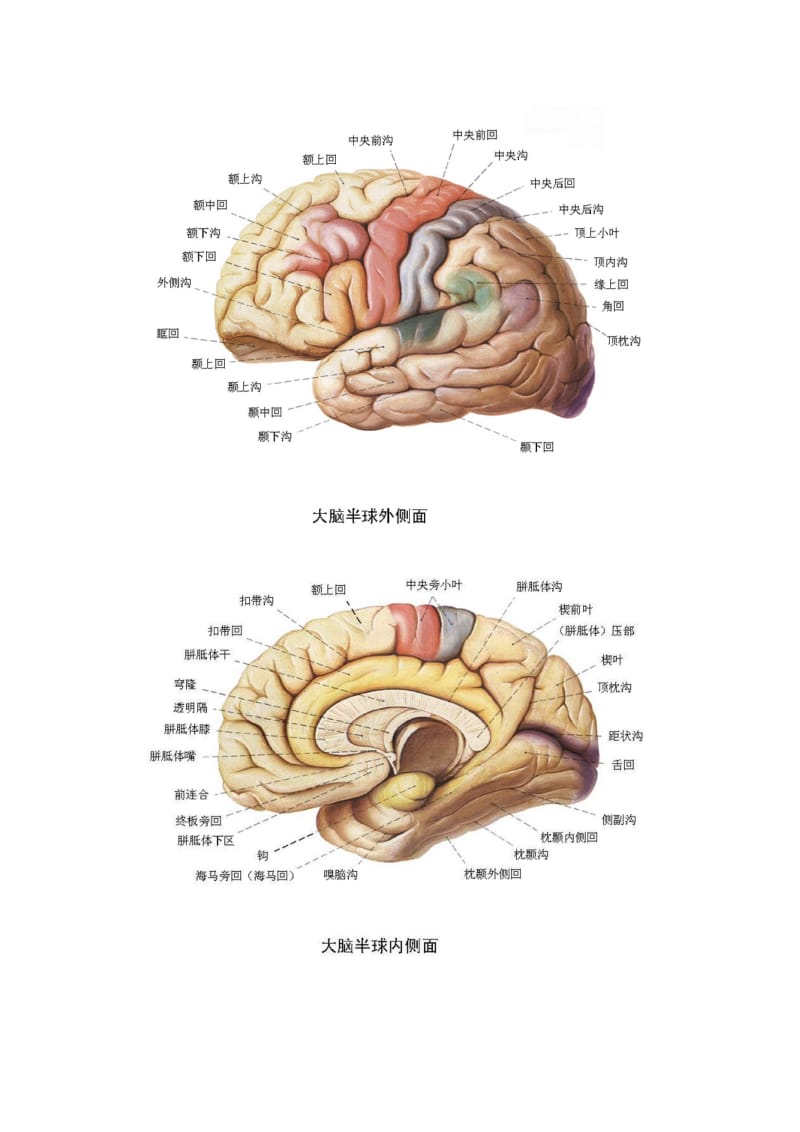 各脑区划分及功能.doc_第3页