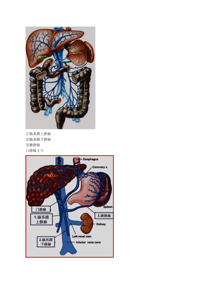 门静脉高压症病人的护理精华版.doc_第2页