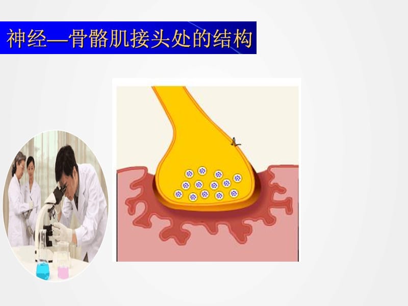 《肌细胞的收缩功能》ppt.ppt_第2页