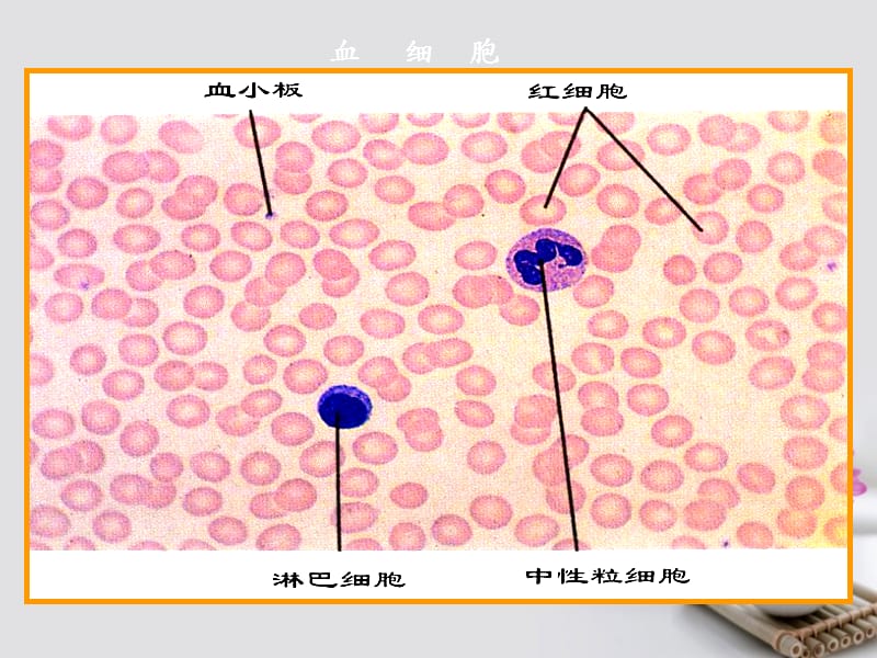 《生理学血液生理》ppt.ppt_第3页