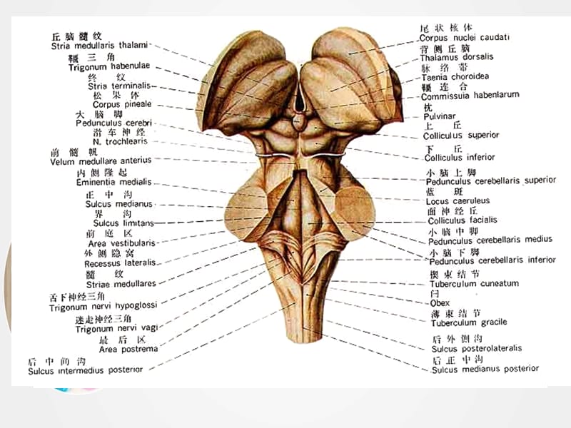 《局部解剖学脑干》ppt.ppt_第3页