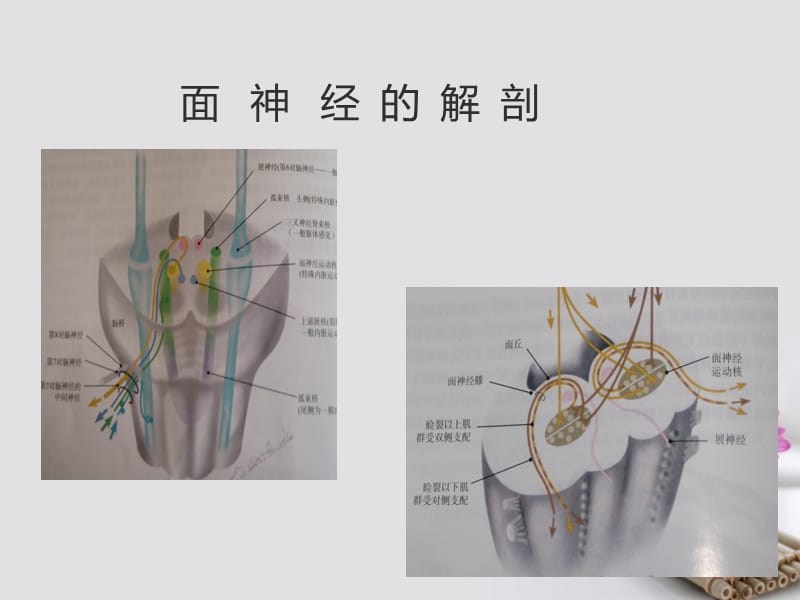《面神经系统解剖》教学课件ppt.ppt_第3页