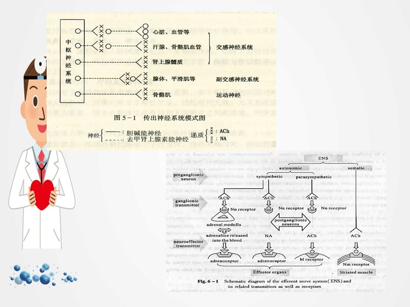 传出神经系统药理学概述教学课件ppt.ppt_第3页