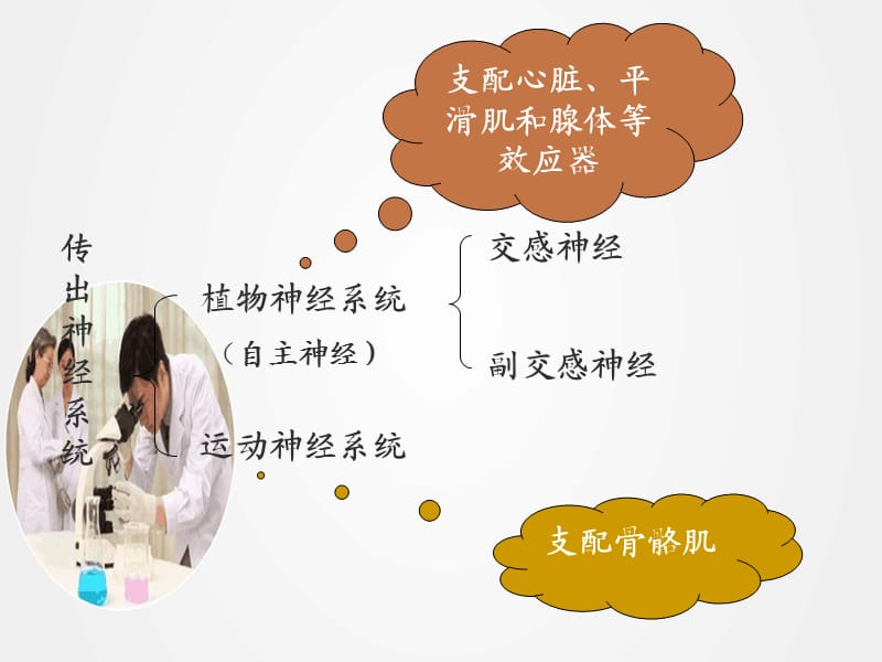 《传出神经系统常用药物》ppt.ppt_第2页