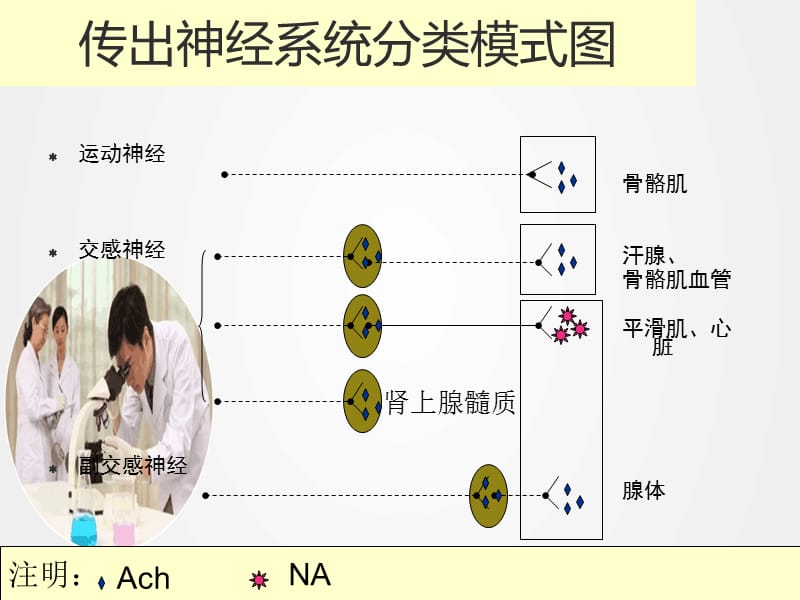 《传出神经系统常用药物》ppt.ppt_第3页