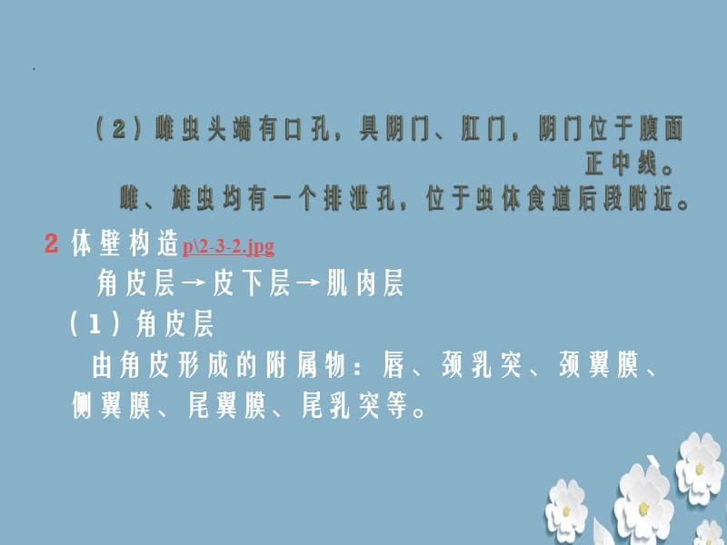 《动物蠕虫病学线虫》ppt.ppt_第2页