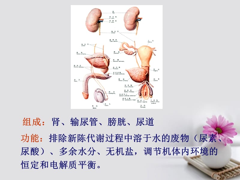 《内脏学泌尿生殖》教学课件ppt.ppt_第2页