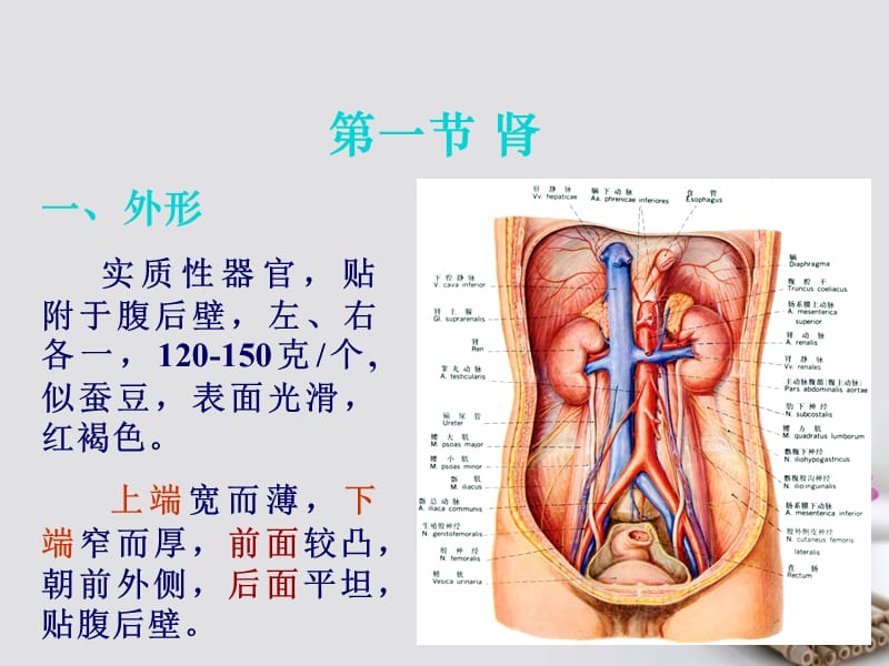 《内脏学泌尿生殖》教学课件ppt.ppt_第3页