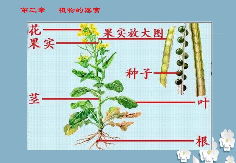 《植物的器官》教学课件ppt.ppt_第2页