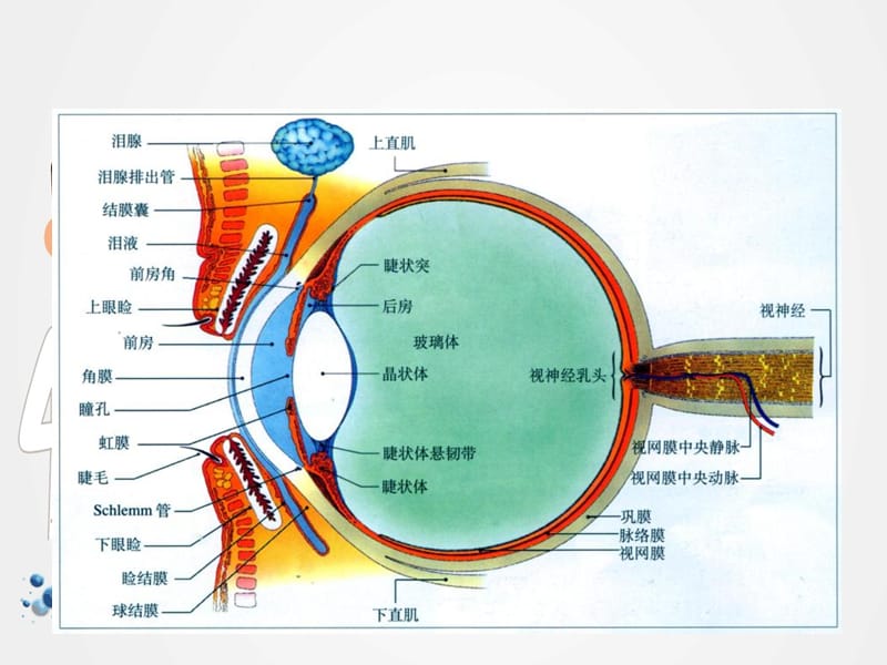 眼球肿瘤与继发性视网膜脱离的影像学表现特征ppt.ppt_第3页