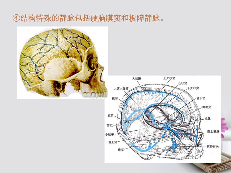 《心血管系统》教学课件ppt.ppt_第3页