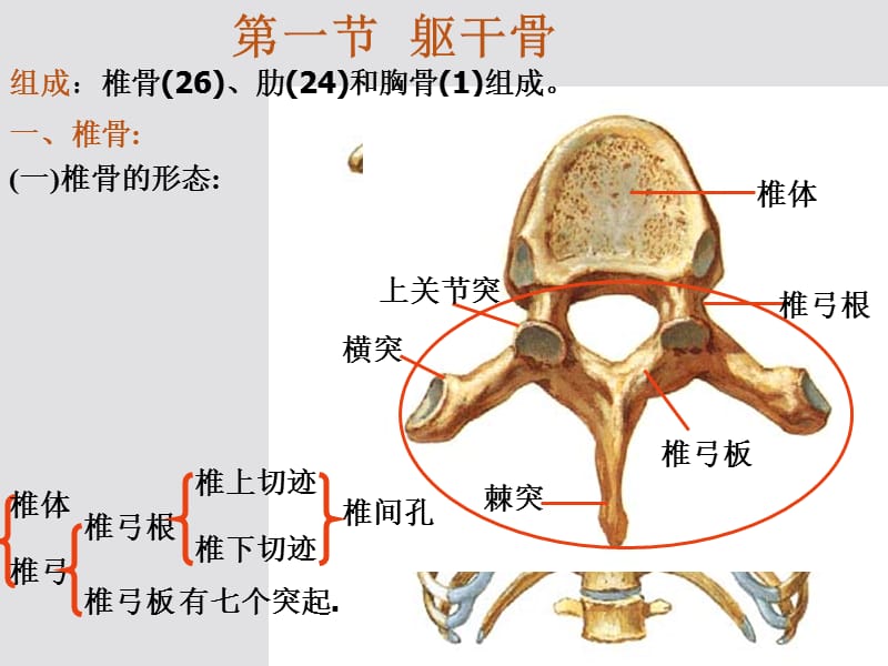 系统解剖学《躯干骨和上肢骨》ppt.ppt_第2页