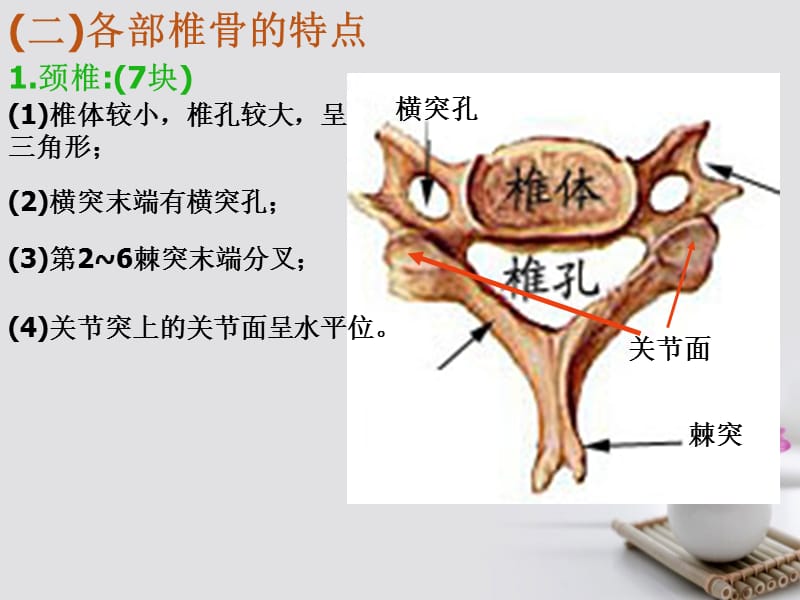 系统解剖学《躯干骨和上肢骨》ppt.ppt_第3页