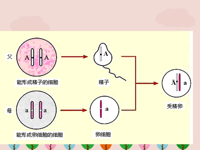 八年级生物下册《基因的显性和隐性》课件ppt.ppt_第3页