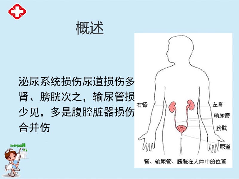 泌尿系统损伤病人的护理课件ppt.ppt_第2页