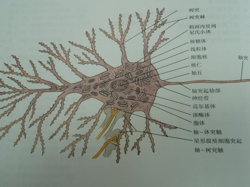 《神经递质和神经调质》ppt.ppt_第2页