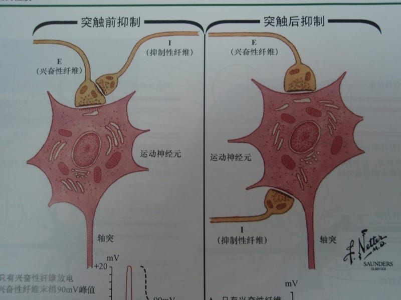 《神经递质和神经调质》ppt.ppt_第3页