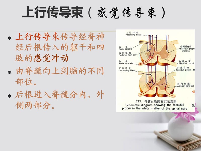 《神经解剖学脊髓》ppt.ppt_第3页