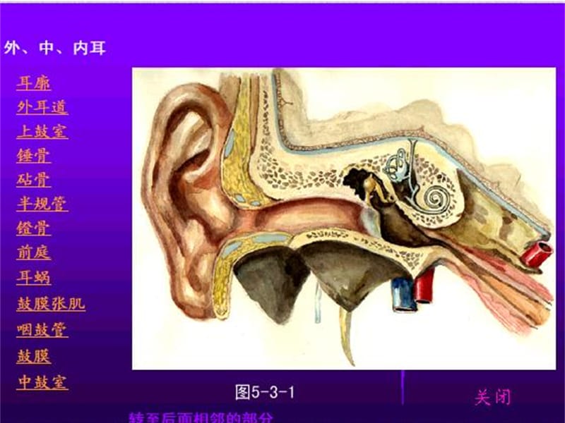 《耳鼻咽喉解剖生理》课件ppt.ppt_第3页