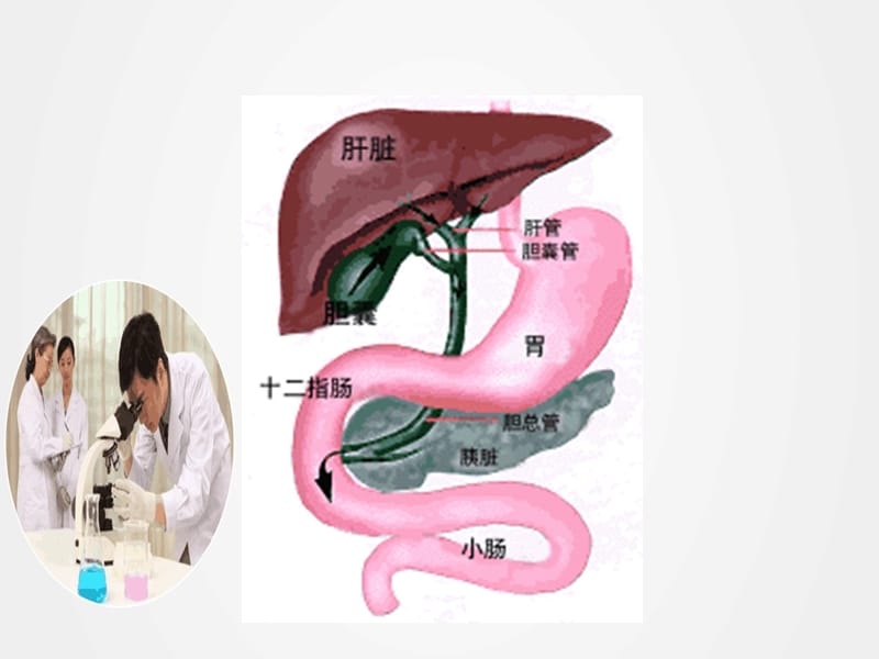 《肝胆胰腺疾病的饮食特点》ppt.ppt_第2页