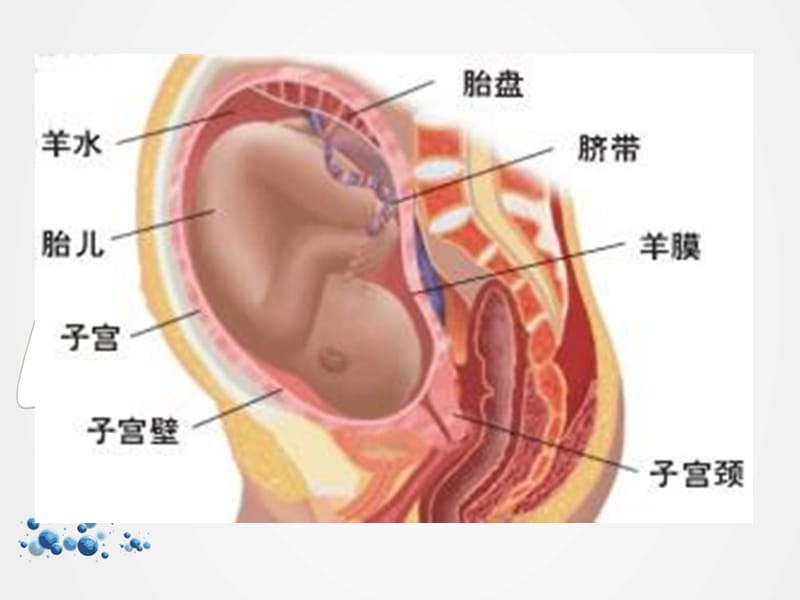 《羊膜在眼科的应用》ppt.ppt_第3页