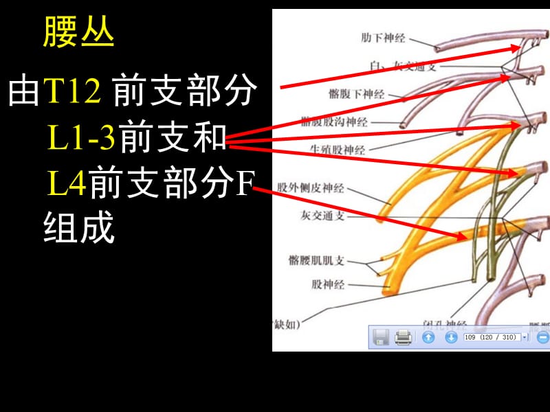 《下肢神经解剖》PPT课件.ppt_第2页