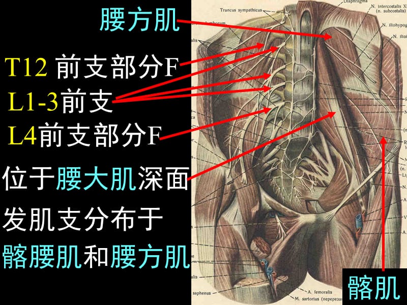 《下肢神经解剖》PPT课件.ppt_第3页