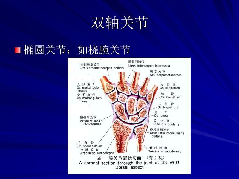 《康復(fù)運(yùn)動學(xué)基礎(chǔ)》PPT課件.ppt_第1頁