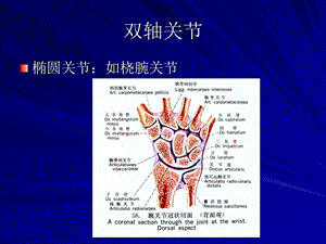 《康復(fù)運(yùn)動(dòng)學(xué)基礎(chǔ)》PPT課件.ppt