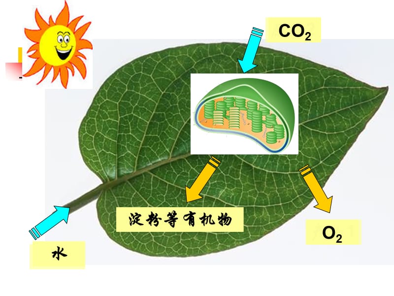 《光合作用和细胞呼吸》课件.ppt_第3页