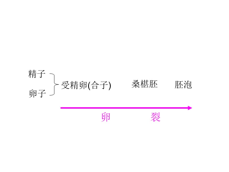 2013发育过程中的细胞增殖分化.ppt_第3页