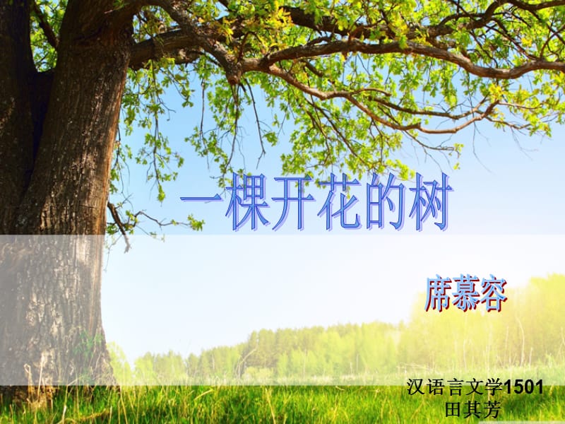 《一棵開花的樹》PPT課件.ppt_第1頁