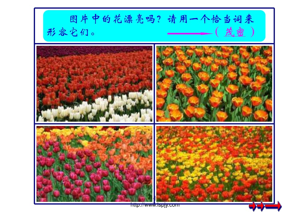 《茂密的花PPT課件》.ppt_第1頁