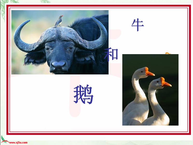 《牛和鹅》ppt课件课件.ppt_第1页