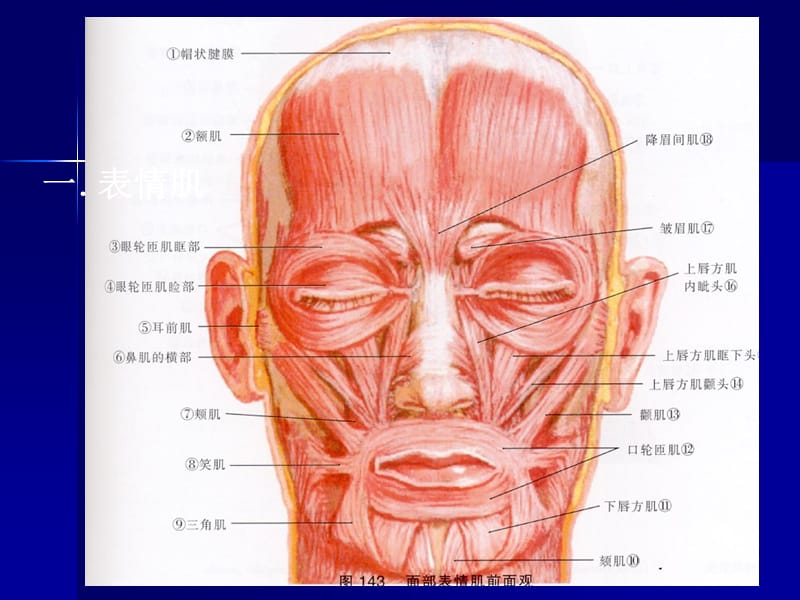 口腔颌面部肌肉解剖结构.ppt_第1页