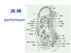 人体解剖学-腹膜.ppt