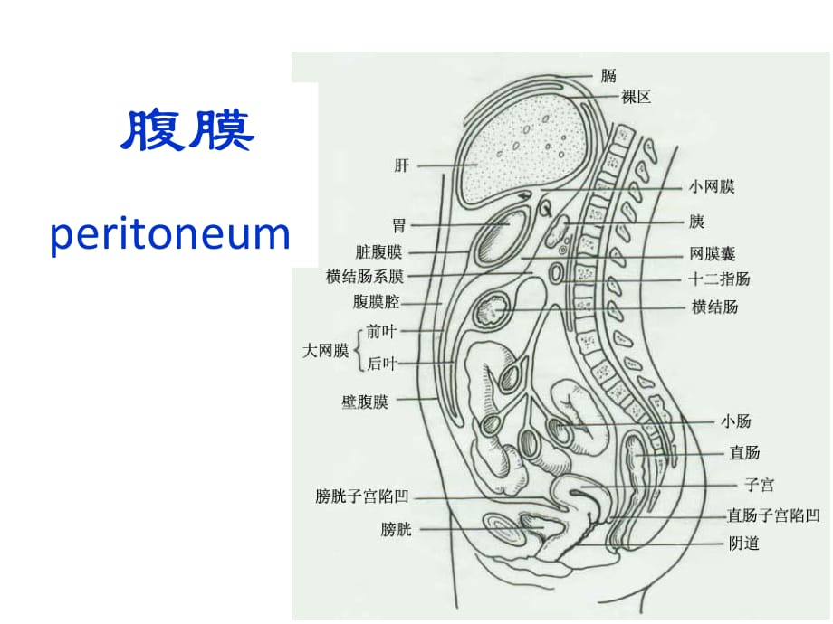 人体解剖学-腹膜.ppt_第1页
