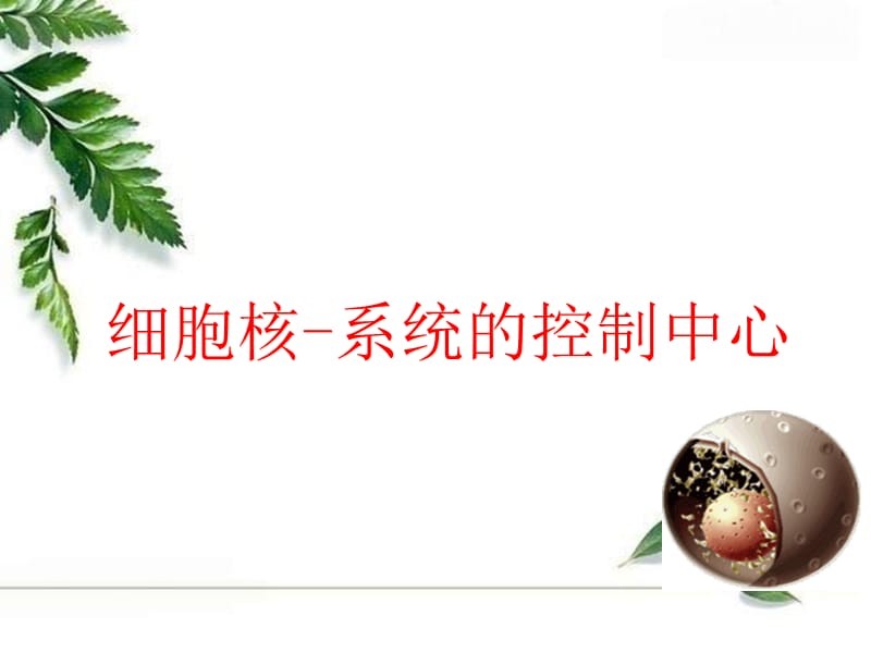 《细胞核说课稿》PPT课件.ppt_第1页