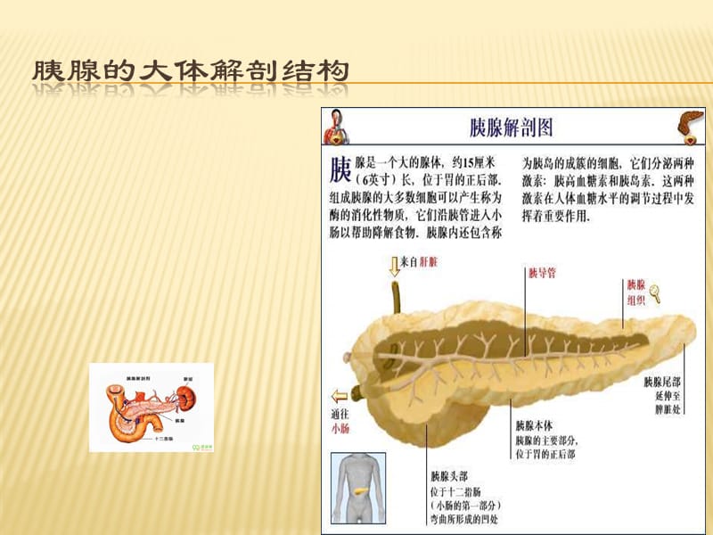 《胰腺的组织解剖》PPT课件.ppt_第1页