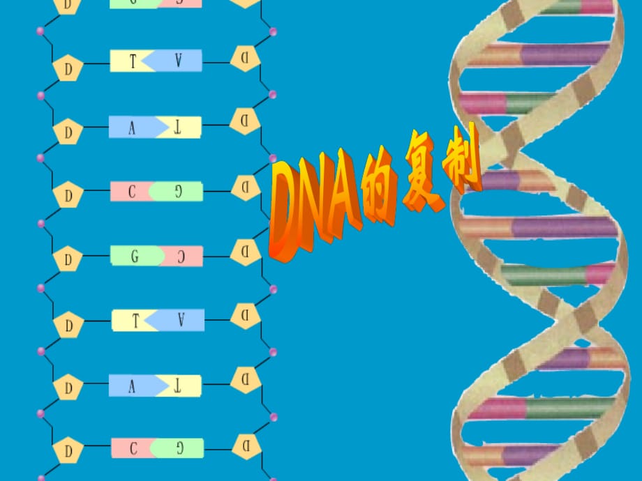 有關(guān)DNA分子復(fù)制的計算.ppt_第1頁