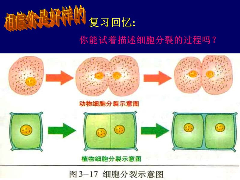 細(xì)胞分化形成組織課件.ppt_第1頁