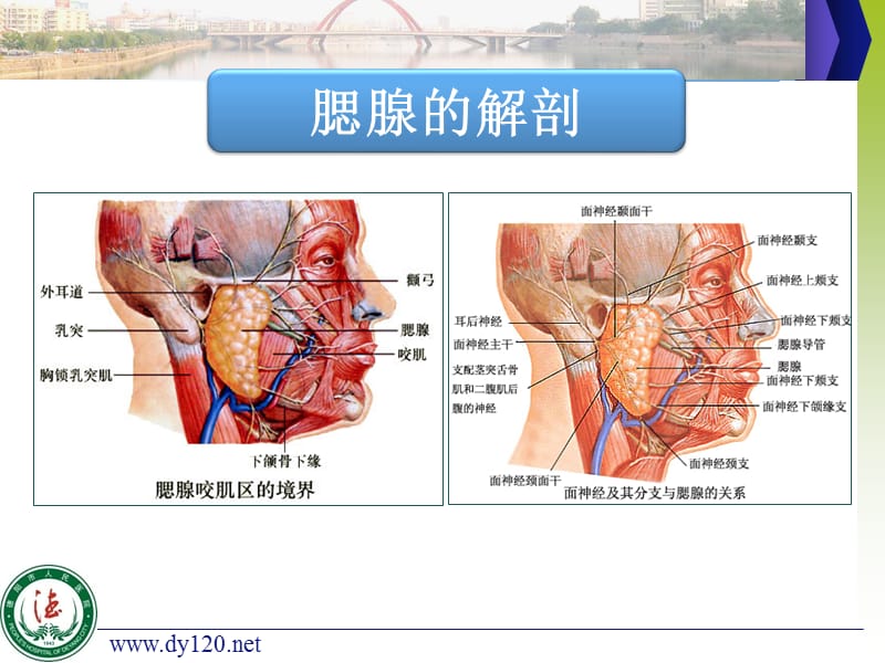 腮腺手术中耳大神经和面神经总干解剖经验分享.ppt_第3页