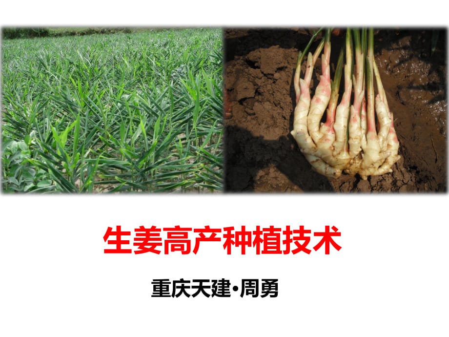 生姜高产种植技术.ppt_第1页