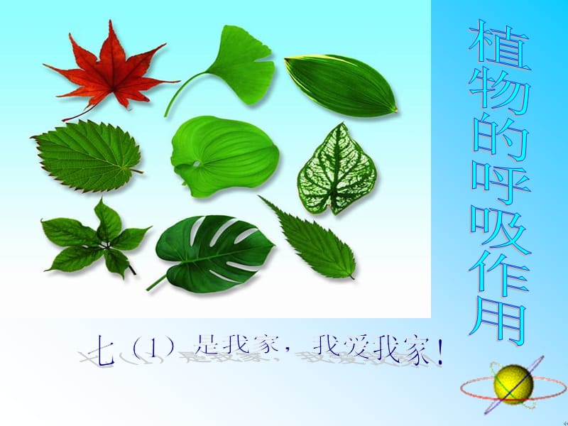 绿色植物的呼吸作用-人教新课标版.ppt_第1页