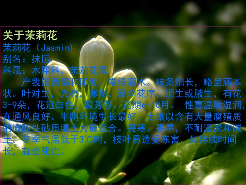 小学音乐歌曲　《茉莉花》 课件 (2)PPT_第3页