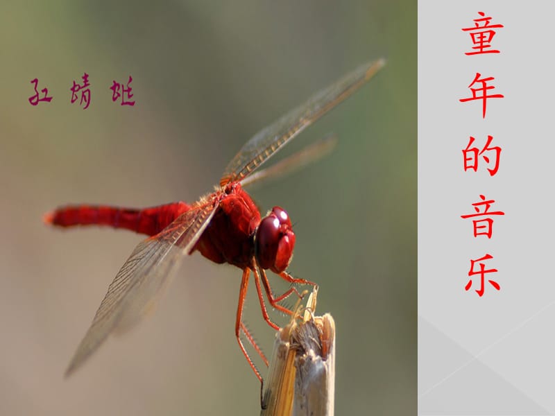 小学音乐红蜻蜓 课件 (5)PPT_第2页