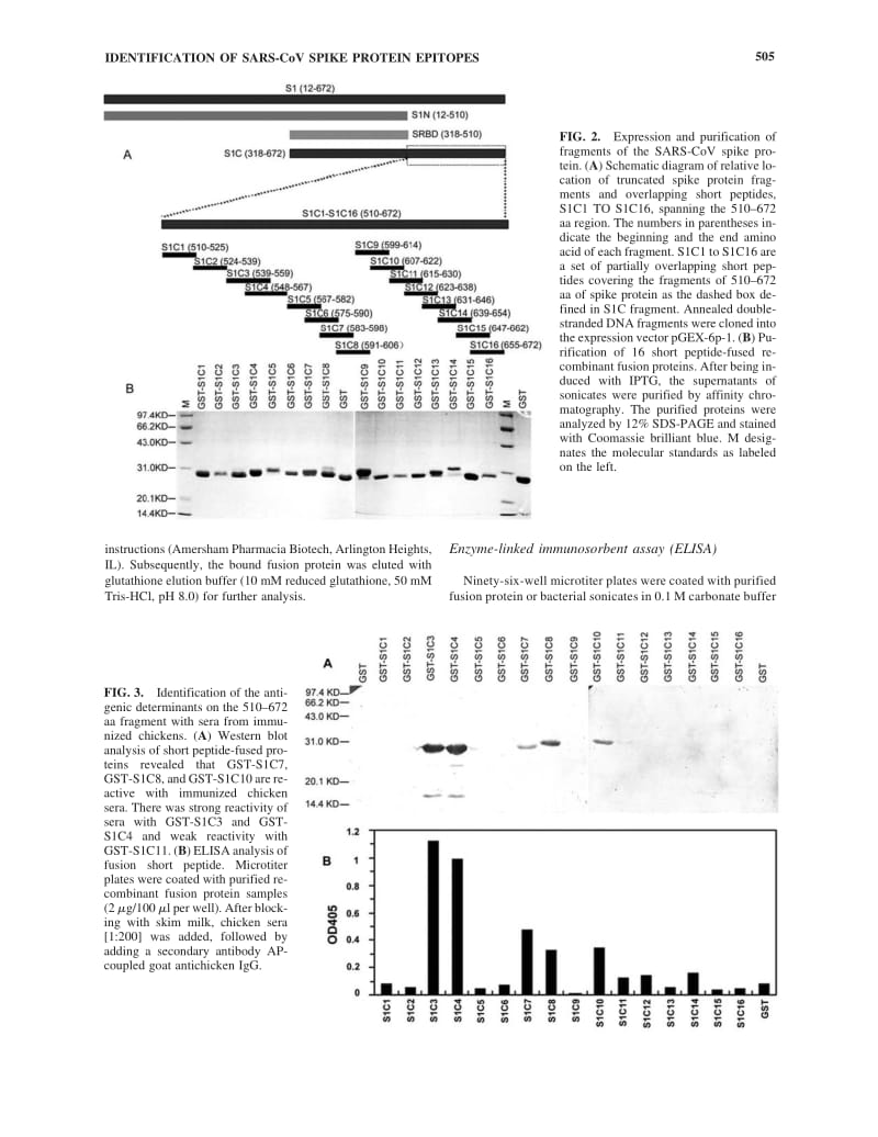 【病毒外文文献】2005 Identification and Antigenic Epitope Mapping of Immunodominant Region Amino Residues 510 to 672 on the Spike Protei_第3页