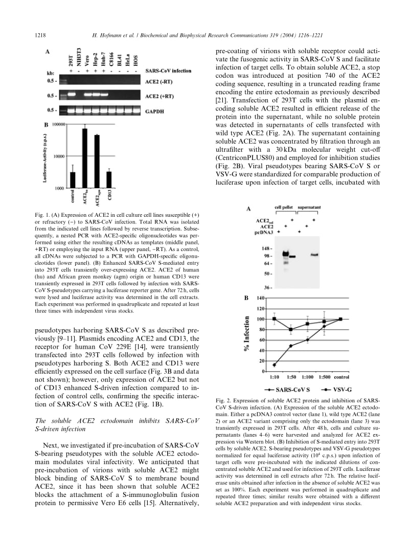 【病毒外文文献】2004 Susceptibility to SARS coronavirus S protein-driven infection correlates with expression of angiotensin converting_第3页